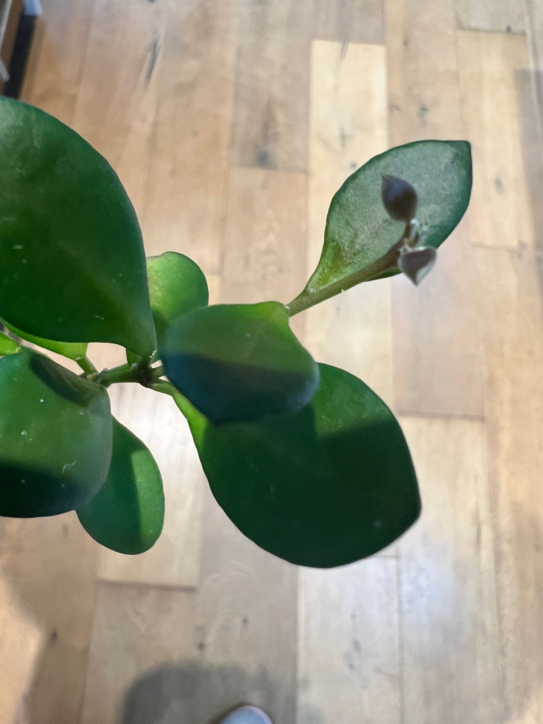 Oh, Hoya Heuschkeliana