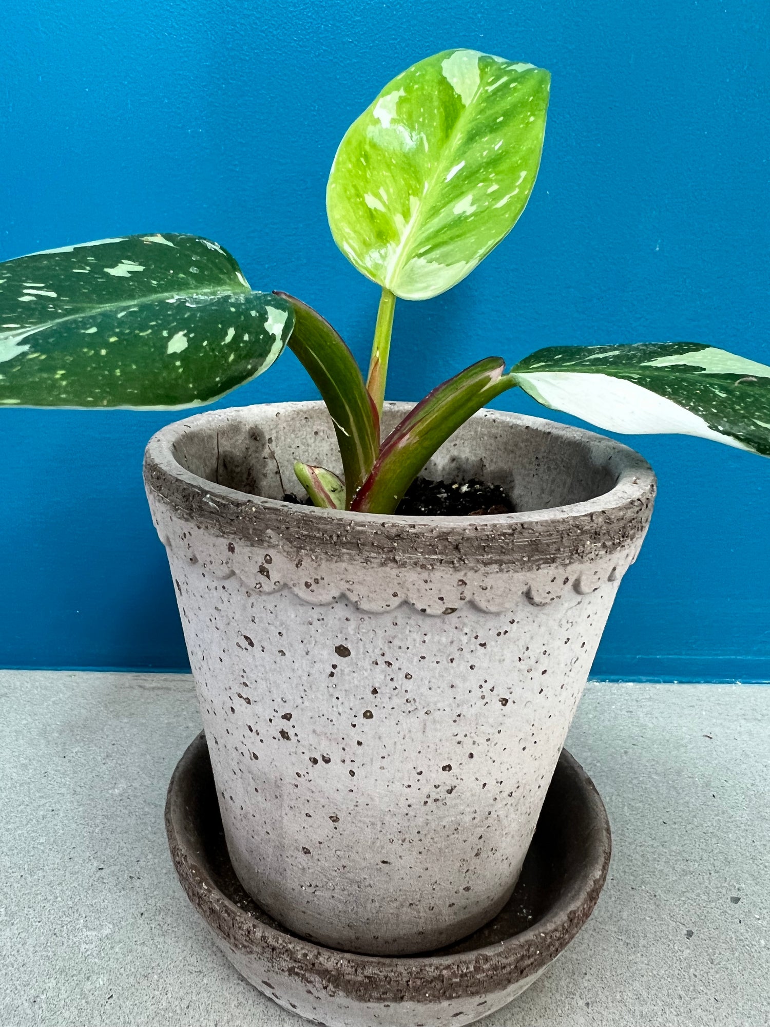 Philodendron