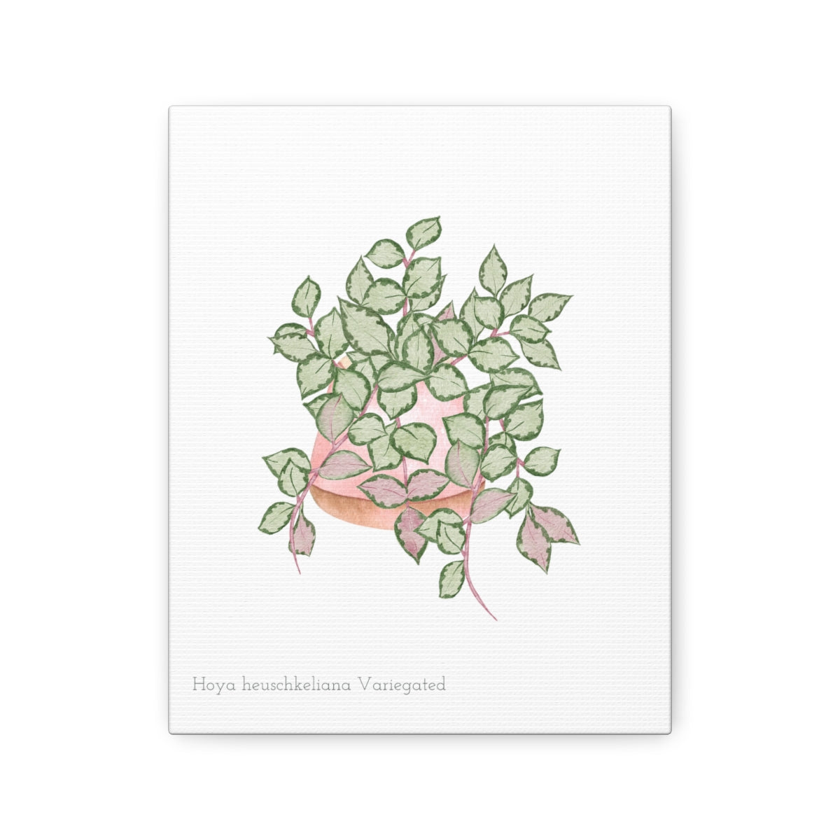 Hoya heuschkeliana Variegated Print on Canvas